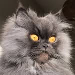 thatcatbobbie profile picture