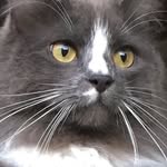 thatcatconrad profile picture