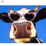 that_cheeky_cow profile picture