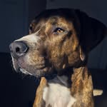 thatdognamedboozer profile picture