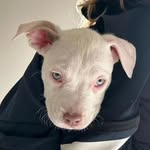 thatpittietoni profile picture