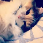 thatpurrlife profile picture