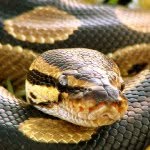 thatsnakeguy profile picture