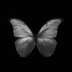 the._.rose_03 profile picture