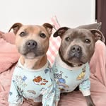 the.adorabulls profile picture
