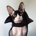 the.dark_lord profile picture