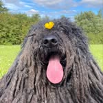 the.dreadlock.dog profile picture
