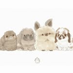 the.hobbit.bunnies profile picture