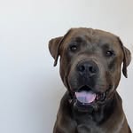 the.labrabull.mello profile picture