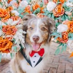 the.lone.aussie_ranger profile picture