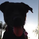 the.rott.and.the.ragdoll profile picture