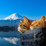 the.traveling.cats profile picture