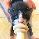 the2poundkittenclub profile picture