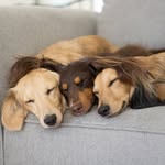 the_3_weenies profile picture