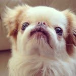theadmiralackbark profile picture