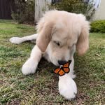 theadventuresofaspen profile picture
