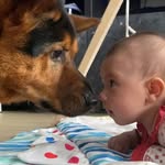 theadventuresofchewyandpercy profile picture