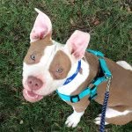 theadventuresoflillythepitbull profile picture