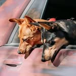 theadventuresofscoutthedog profile picture
