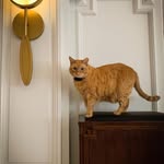 thealgonquincat profile picture