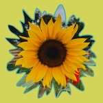 theallotmentplate profile picture