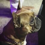 theamazinglifeofvincent profile picture