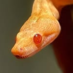 theancientbeast profile picture