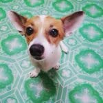 theanimaltown profile picture