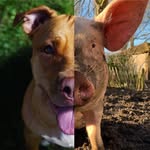 thearcanimalsanctuary profile picture