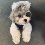 thebabiiboyz profile picture