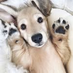 thebabyanimals profile picture