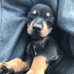 thebabyherc profile picture