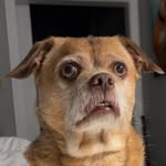 thebaconator profile picture