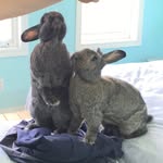 the_beach_buns profile picture