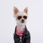 thebeandogs profile picture