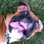 thebentleyboxer profile picture