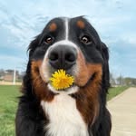 thebernerbunch profile picture