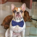 thebhambhanifrenchies profile picture