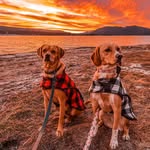 thebigbearbeagles profile picture