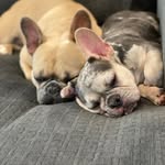thebilesfrenchies profile picture
