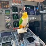 thebirdiegang profile picture