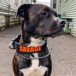 thebiteybrindle profile picture