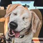 theblindbeagle profile picture
