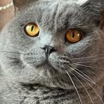 thebluesausage profile picture