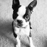 thebostonterrierlove profile picture