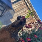 theboysfarm profile picture