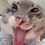 thebrainrottt profile picture