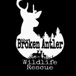 the_broken_antler_wlsr profile picture