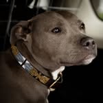 thebrotherstrustdogsclub profile picture