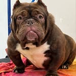 thebullyboutique_ profile picture